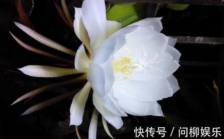 几种花是爆盆能手，开起花来“拦”不住，家里养一盆，招财又纳福