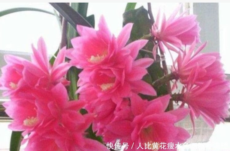 家里养上4种花,个个美出状态,花朵迷人,阵阵花香