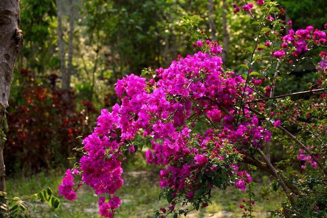 养殖|三角梅不开花，这么好养也没爆盆，都是你不会养