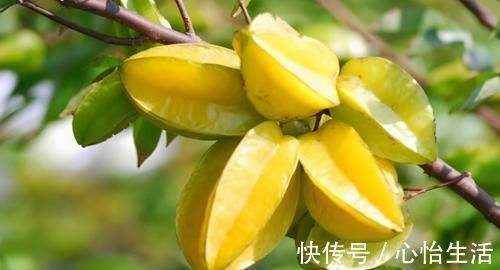 杨桃|人到中年想长寿,常吃3种食物,健脑益智,降压降脂,增强免疫力