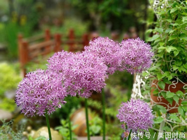 美好时光|花园改造:3年前买了栋带170㎡花园的房子,过上种花草的乡村生活