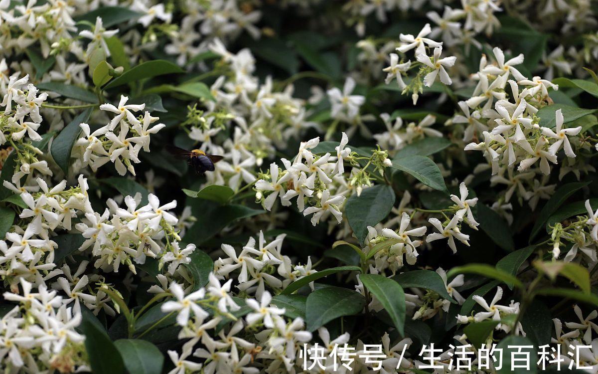 铁线莲|喜欢爬藤花,就养这四种,轻松一养就成花瀑布,香味还浓