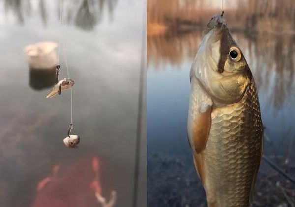 杂食性|水库钓鱼被小鱼闹窝,钓友一怒之下用麦穗鱼钓鲫鱼,谁知竟连杆了