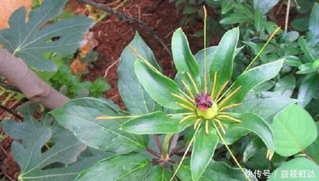 此种药草,学名七叶一枝花,很多农村路边常见,药效很好别错过!