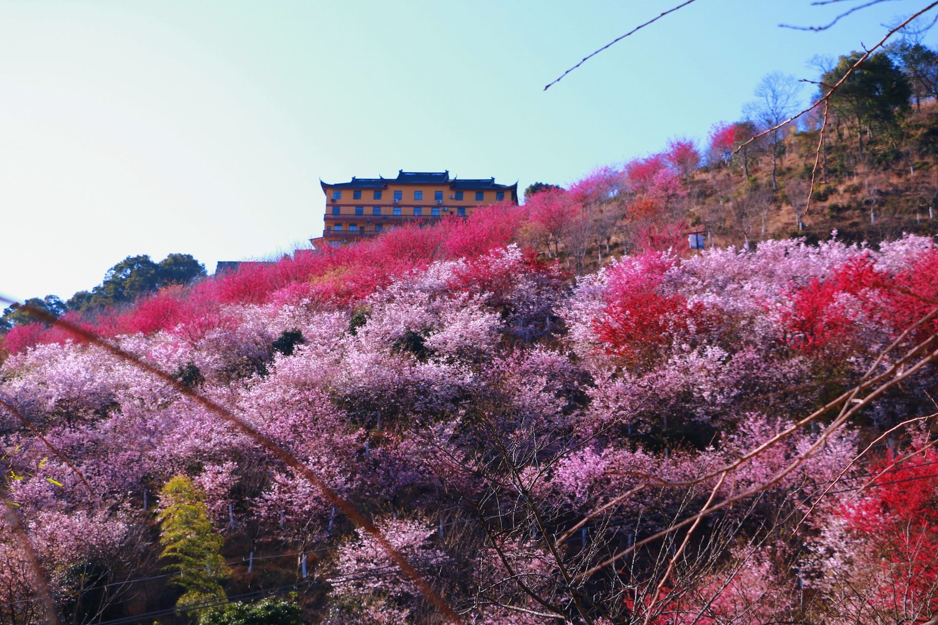 春来樱花烂漫时