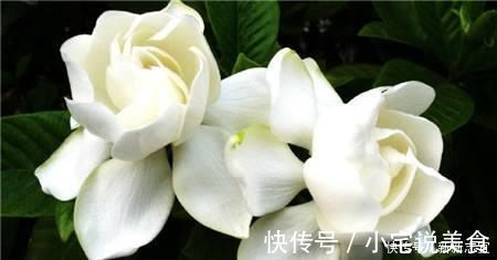 小玩意|夏养栀子花,加3样“小玩意”,一连开仨月,家里“香水”都省了