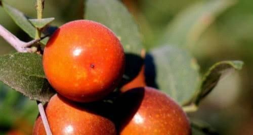 樱桃汁|天然的“安眠药”终于出现了, 睡前吃一点, 让你沾床就睡不是梦!