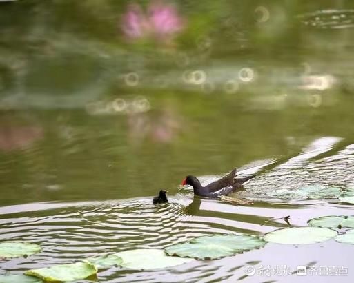 水鸡|萌萌的黑水鸡小宝宝