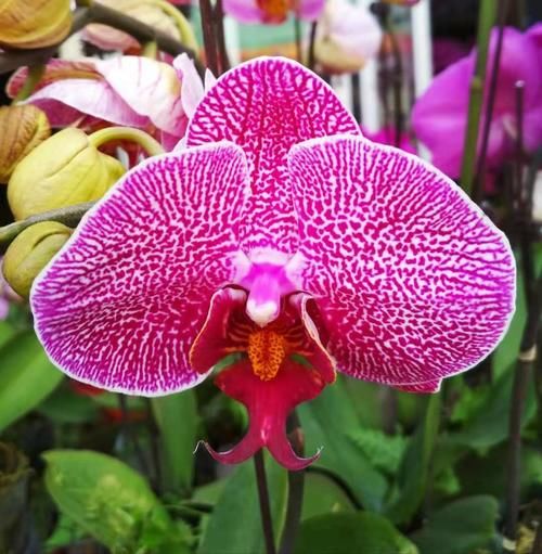 立夏以后，4种花再喜欢也别入手，难度夏，养了浪费金钱和精力