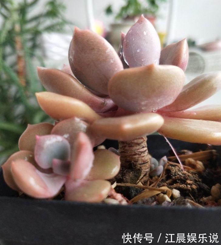 多肉叶子皱皱巴巴别光浇水,多半是伤根该换盆了!