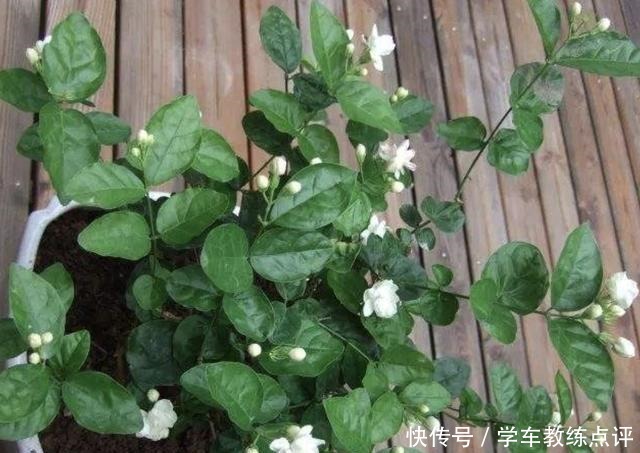 茉莉花、太阳花开花少,“2勺它”浇盆里,17天冒出“花骨朵”!