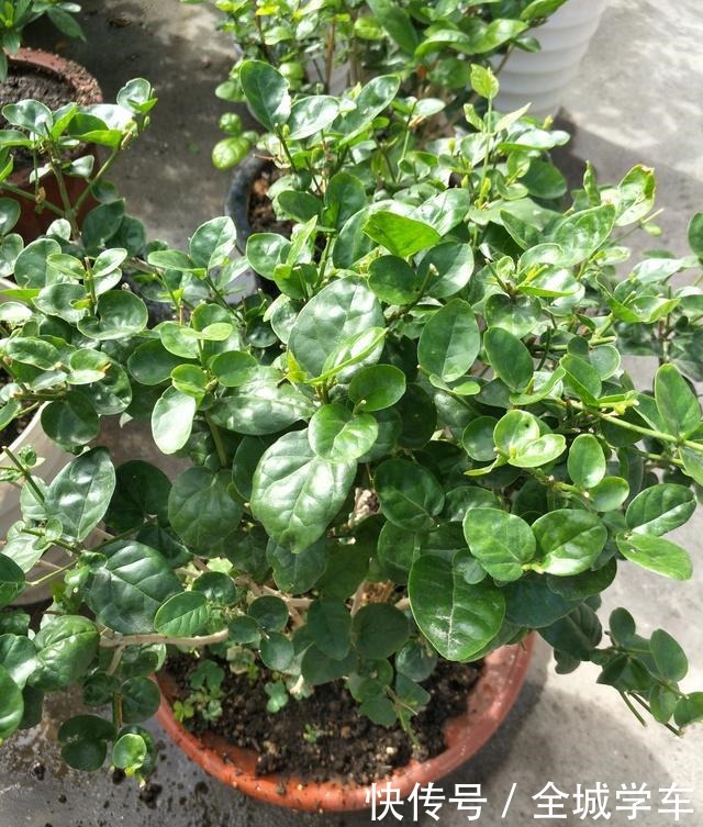 茉莉花有四个“喜好”,了解掌握,花开满枝香满园!