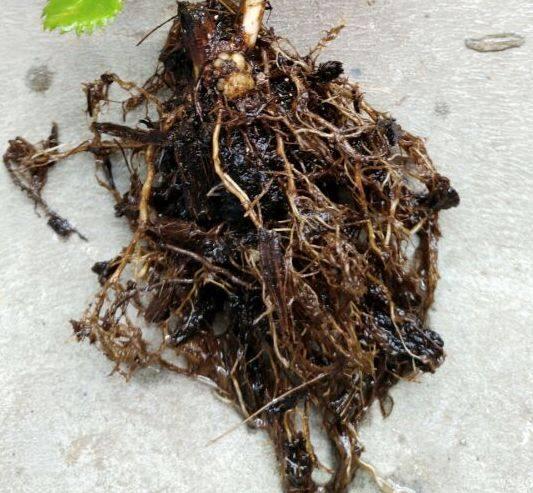 叶子|花草叶子发黄,10种原因最常见,第二种最常见!