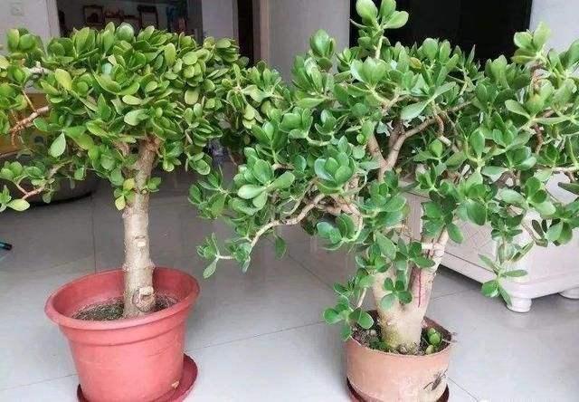 镇宅树|2种“镇宅树”，新年养1盆，“财运”越来越旺，观赏价值还高！