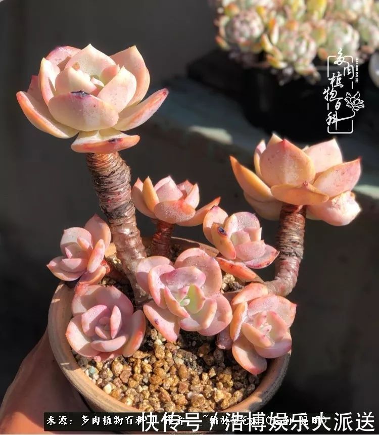 挂区|因为多肉，背井离乡来到开挂区，多肉变好看，小伙变大叔！