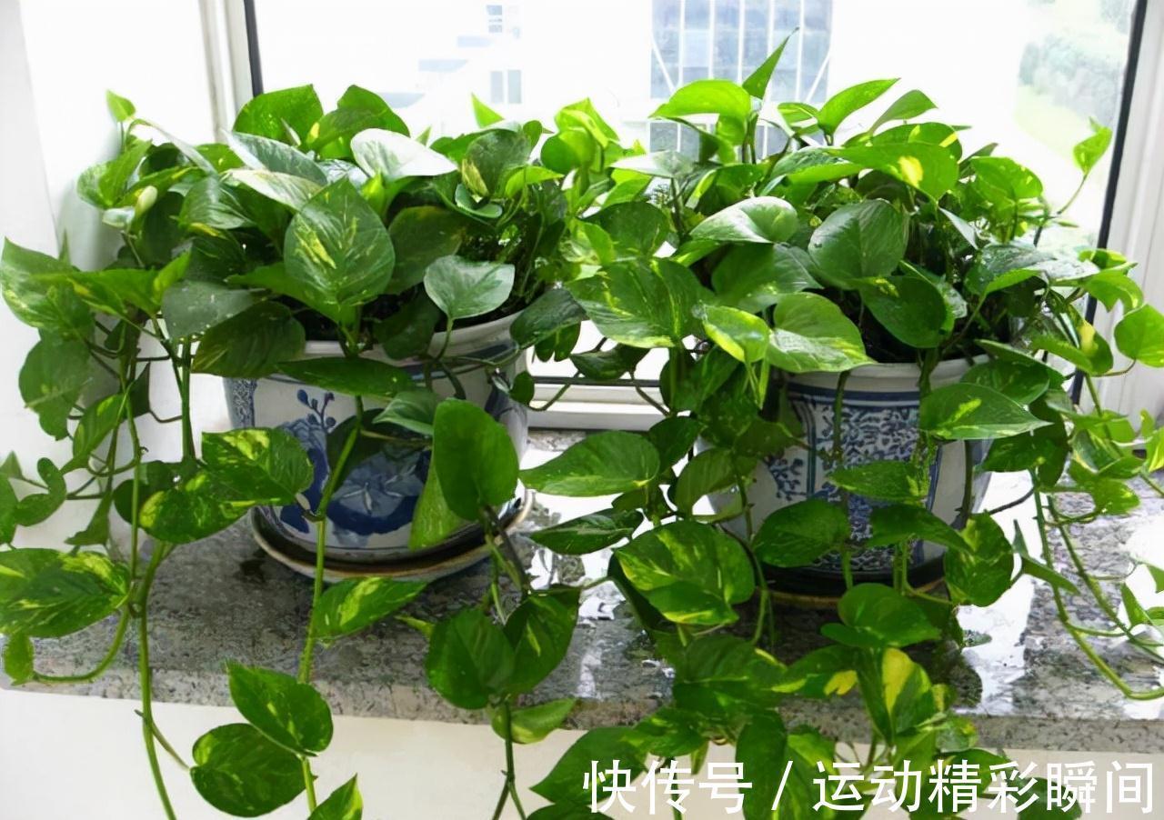 天冷需要多晒的“8种花”,有些还要“断粮少水”,不然熬不过冬