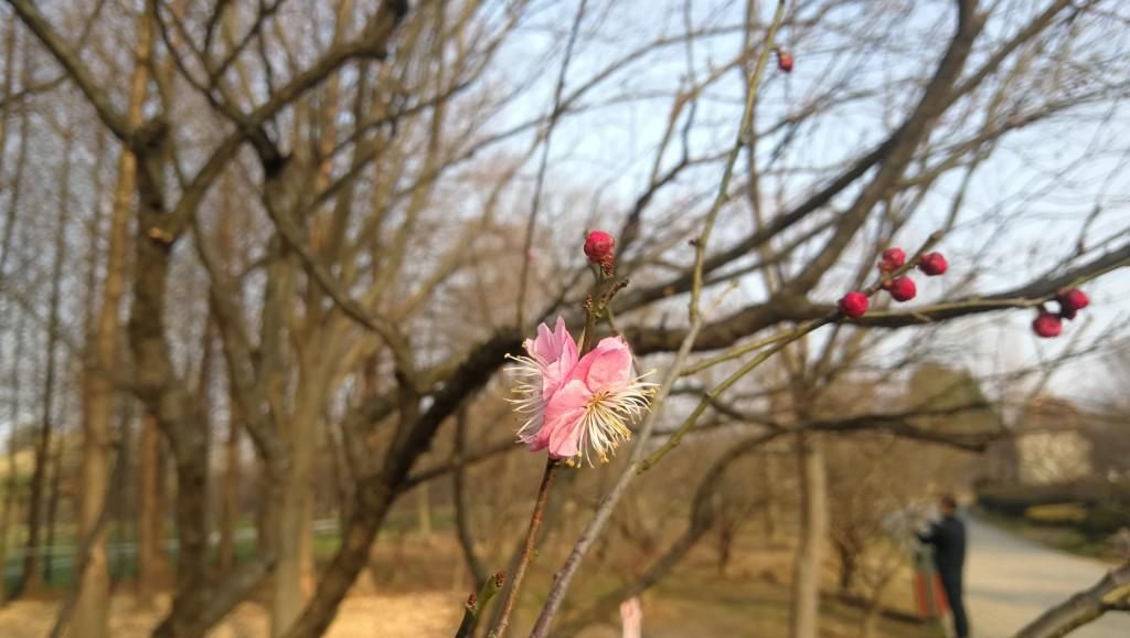 春色|“并蒂梅花”亮相梅花节？