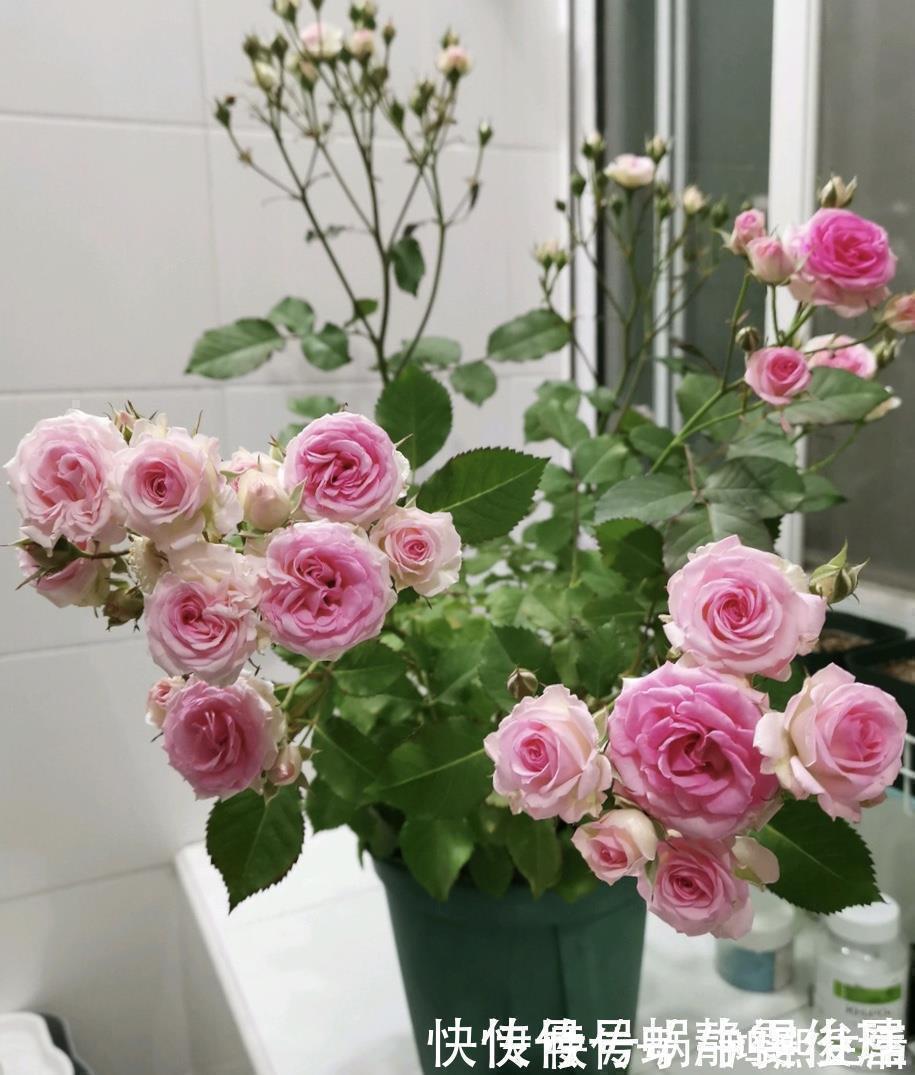 残花梗|月季开完花,这样一处理,2周以后花芽“嘟嘟冒”,花朵开爆