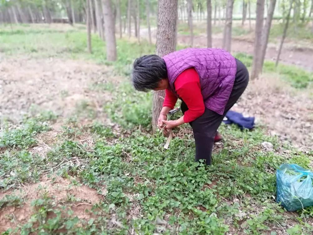 苦麻子|过去常用来喂猪,如今成上佳野菜,6、7元一斤,包饺子是一绝