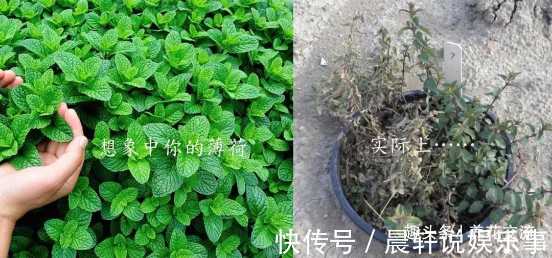 勤养鱼,懒养花,10种要粗养才长得好的室内盆栽