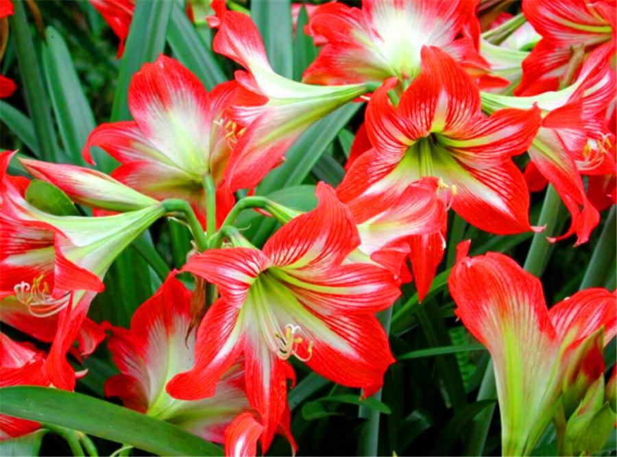 补充|朱顶红球根小开花难怎么办？4个季节分别处理，球根茁壮花开爆盆