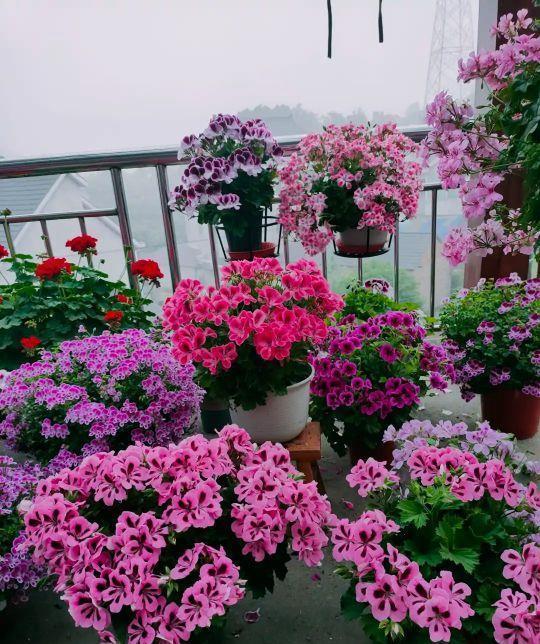 阳台必养盆栽花-天竺葵,如果非要给理由,这“8个”够不够?