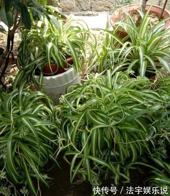 养花|淘米水啤酒水,真不如这种水,养花一绝,浇一盆旺一盆