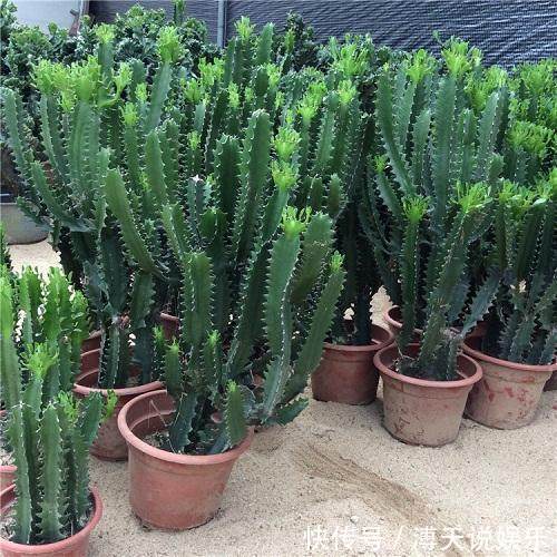 别乱养花，要养就养它，“镇宅辟邪”旺财、养人，有钱人都在养