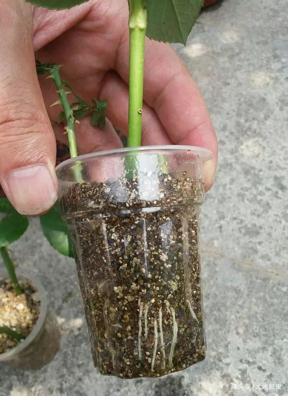 月季扦插只能等明年开春了，扦插小技巧，请先收好！