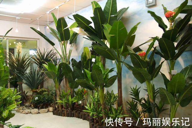 绿植|室内养殖花草,该注意哪些?挑选什么品种合适?