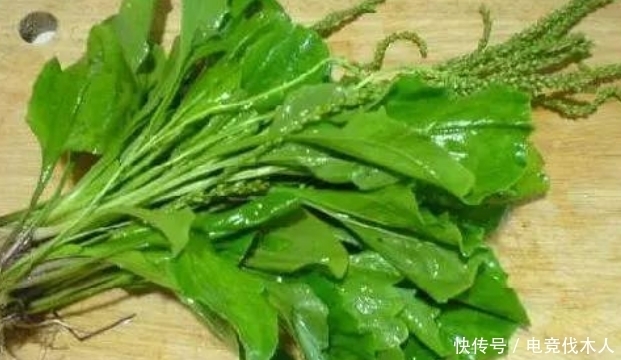 车前草|长得像苋菜,见到别随意除掉,它根似人参,如今很珍贵