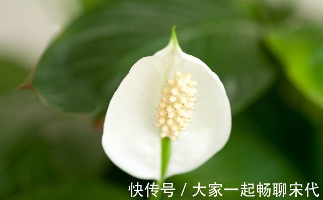 如果不是万不得已,3种花年后再买,省钱又好养