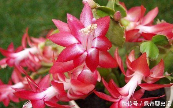 4种花养家里,美得让人毫无抵抗力,家里变成小花园