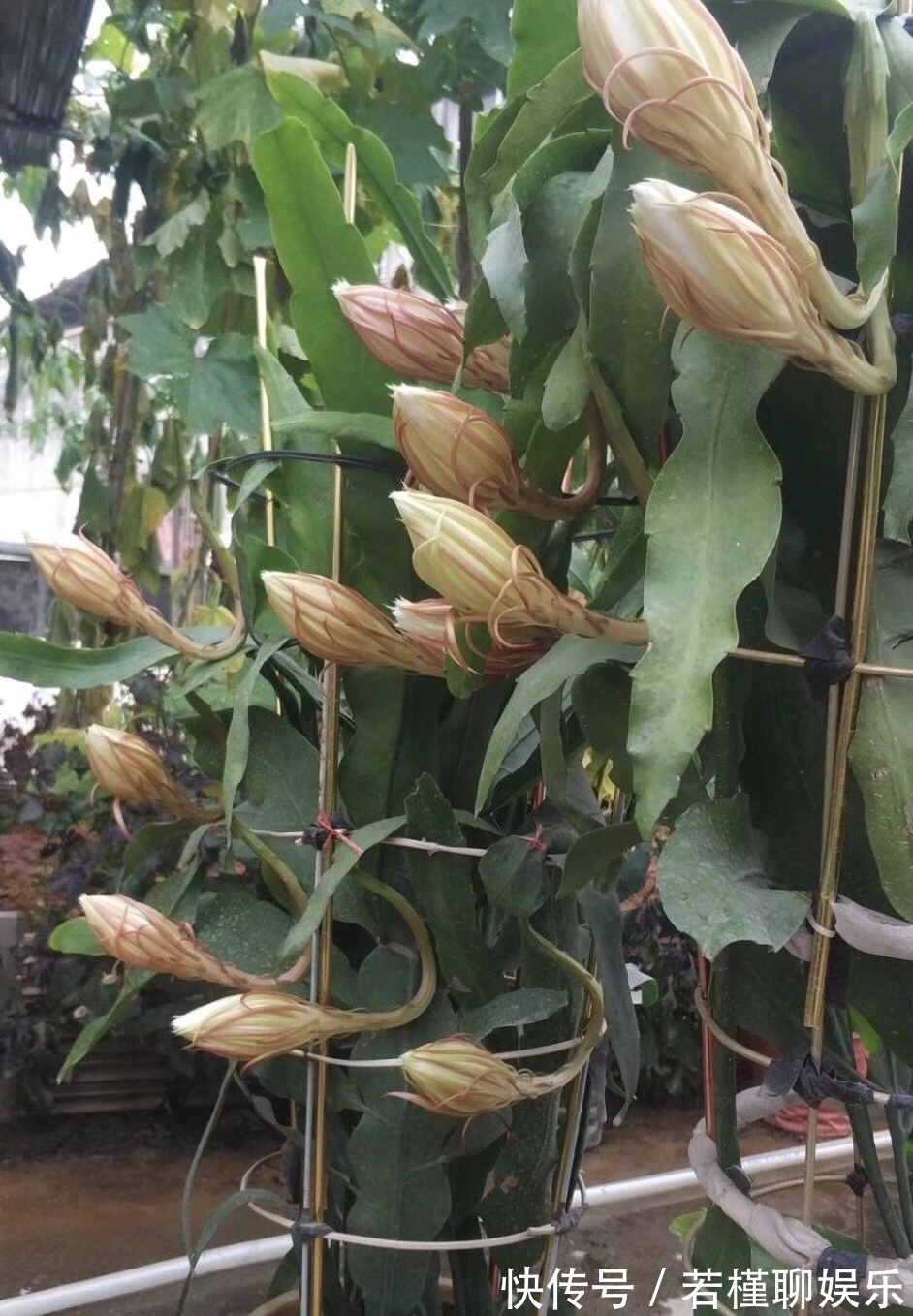 养了3年的昙花,终于开了50朵花,真是有“仙气”