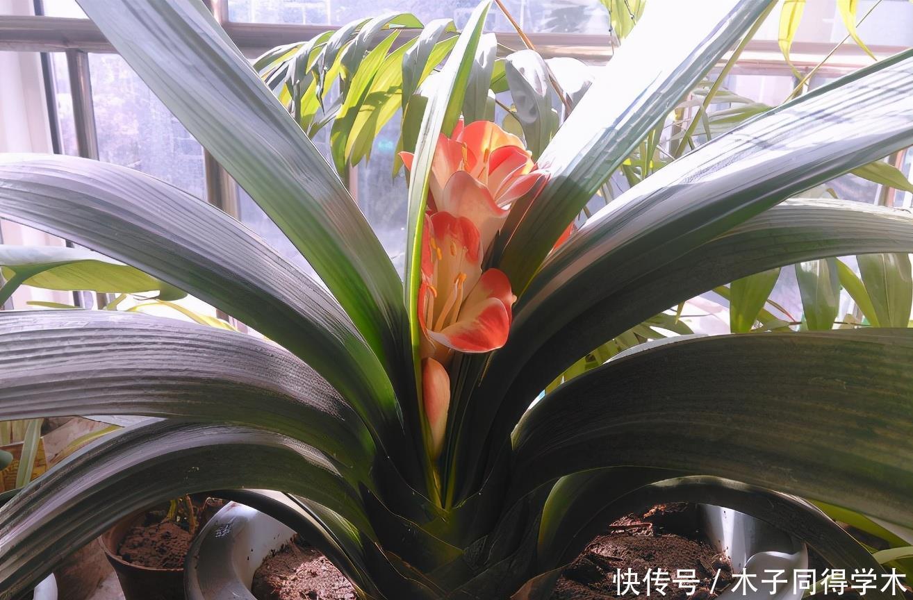 花卉|夏天养花,该忌惮的地方真多,日常打理就有3处