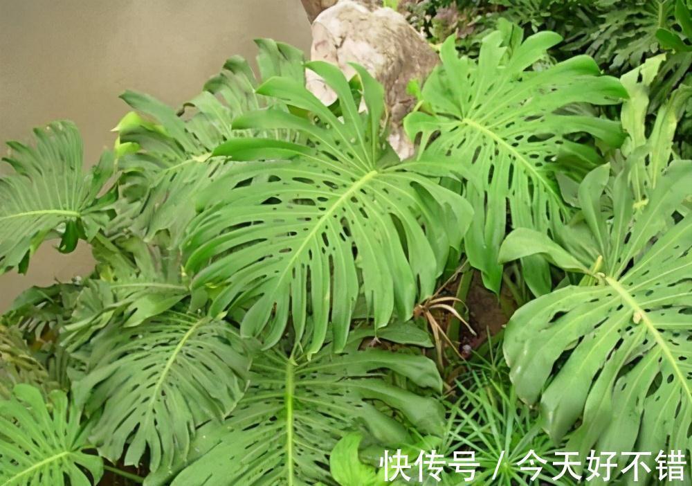 种养龟背竹,花盆里埋几粒它,长势变旺盛,叶片宽大油绿不发黄