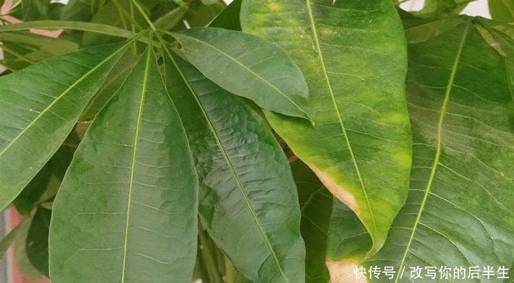 家养发财树,学会这“3件事”,轻松养得旺,叶片油绿!