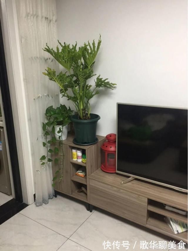 夏天养花,这个地方千万别摆,否则3天死翘翘