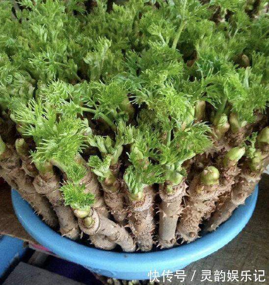 “1种杂草”曾被当柴烧,殊不知是“盆景树”,养2年,1盆值100