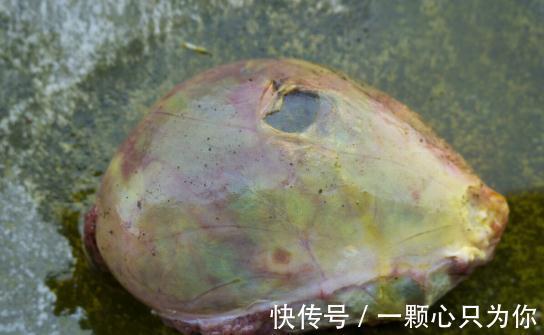 猪身上不可多得的6个宝贝，肉贩子总会偷偷留下，懂行的人常吃