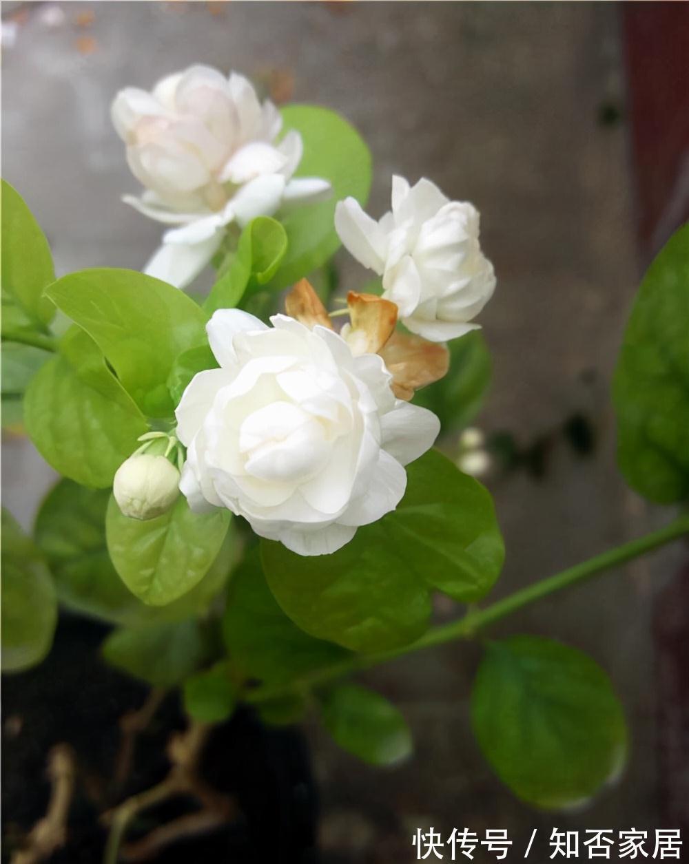 淘米水浇花，有些细节要注意，不然会适得其反