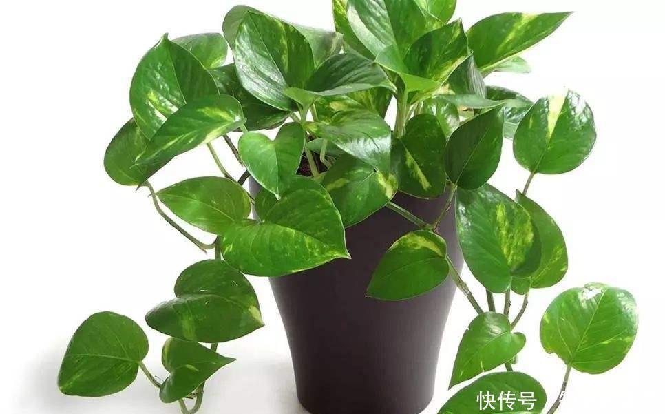 增强|绿萝不耐冻,想要安全越冬,及时做好几点,增强抵抗力