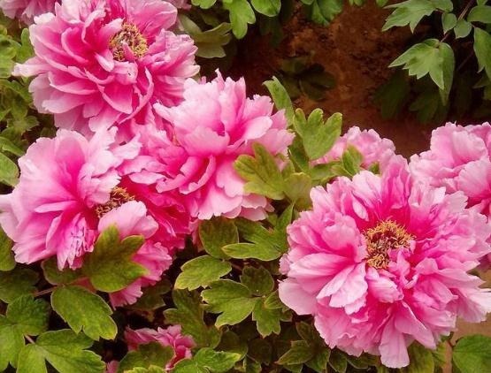 家里“3种花”不能见光，放暗处“摆好”，叶片油亮、花儿开得旺