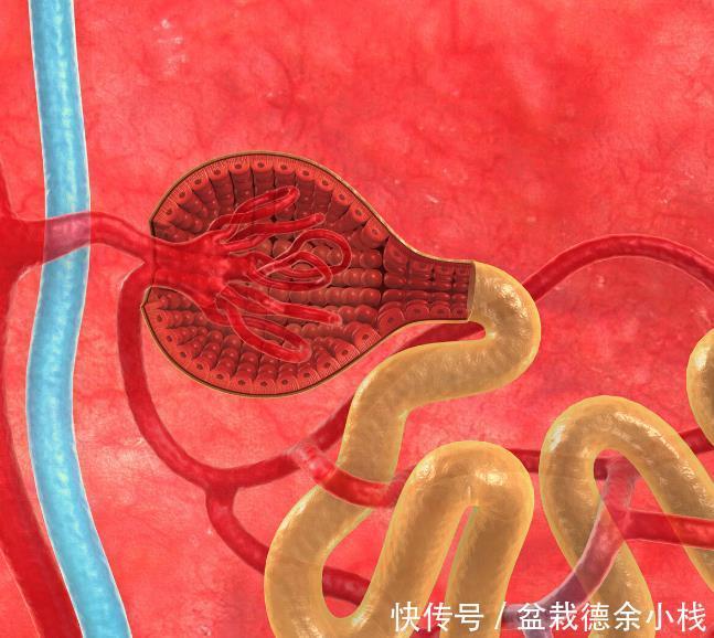 血肌酐|判断肾病轻重,别再被肌酐“支配”!有一项重要指标很多人漏了