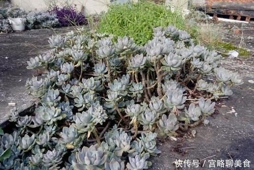 抗冻|最抗冻的5种多肉,零下10℃都冻不死,还长得肥嘟嘟
