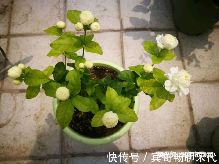 阳台养此款花卉,一条枝上千朵花,花开繁盛惹人爱,绚丽夺目