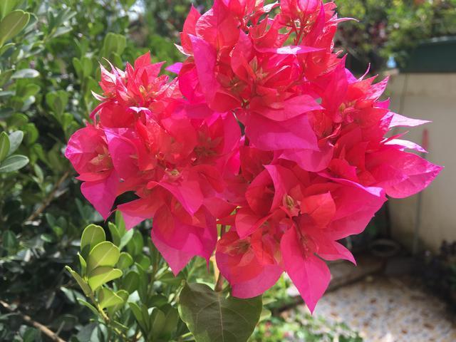 养盆栽三角梅,这“1点”不能少,才能花满枝,连续不断的开花