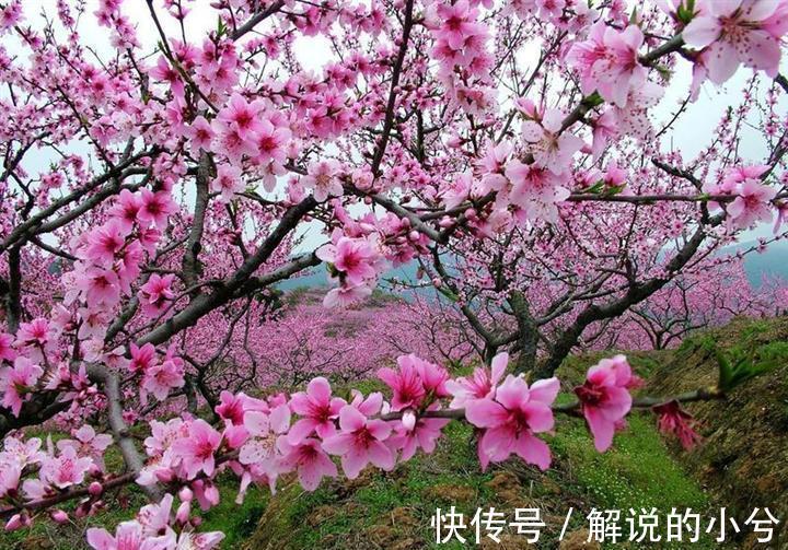 桂花|一年12月，每月都有花在，你几月出生？别错过你的幸运花