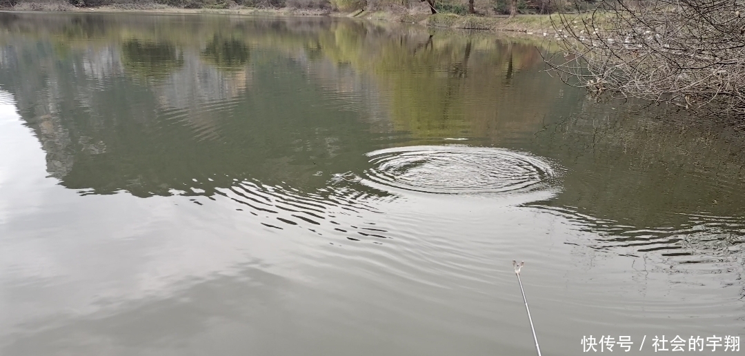 初春是钓大板鲫的“黄金季节”，找对位置用对鱼饵板鲫拉不停！