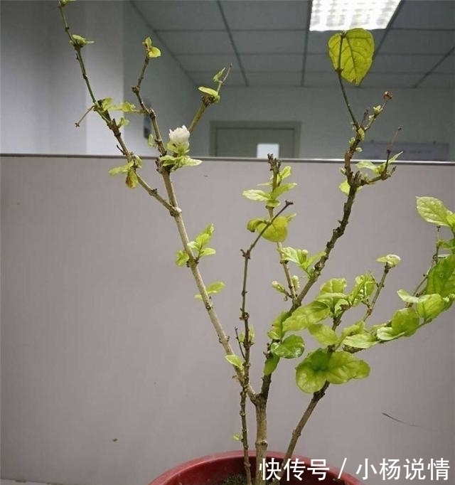 家里养了3种花,一年四季轮着开花,简单好养花量又大